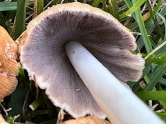 (Mica Cap) underside