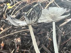 (Hare's Foot Inkcap) lateral