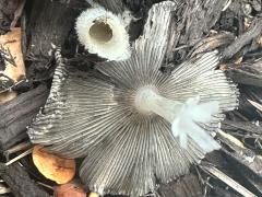 (Hare's Foot Inkcap) underside