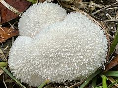 (Lycoperdon Puffball) ball