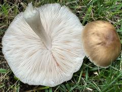 (Deer Mushroom) underside