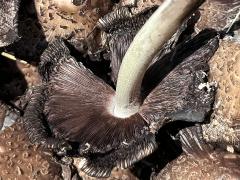 (Coprinellus Inkcap) underside