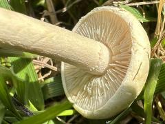 (Bearded Fieldcap) underside