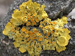 (Common Sunburst Lichen) on rocks