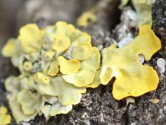 (Common Sunburst Lichen) on rocks