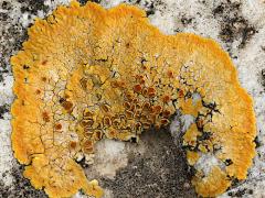 (Aurantia Sunburst Lichen) on rocks