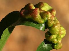 Peach Leaf Curl on Almond