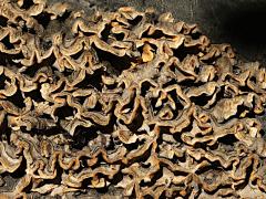 (Hairy Curtain Crust) on Carob Tree