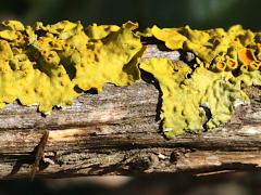 (Common Sunburst Lichen) on Rosemary