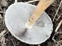 (Russulaceae Brittlegill) underside