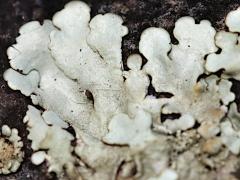 (Xanthoparmelia Rock Shield Lichen) on rocks