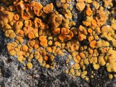 (Xanthorioideae Sunburst Lichen) on rocks