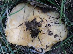 (Lactarius Common Milkcap) upperside