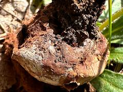 (Lycoperdaceae Puffball) underside