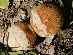 (Lycoperdon Puffball) upperside