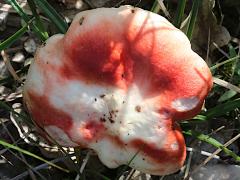 (Russula Brittlegill) upperside