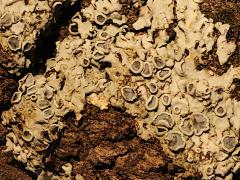 (Hoary Rosette Lichen) on rocks