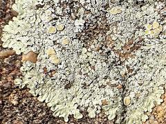 (Stonewall Rim Lichen) on rocks