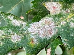 (Oak Powdery Mildew) on Downy Oak