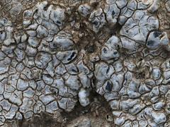 (Sunken Disk Lichen) on rocks