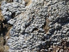 (Lecanoromycetes Common Lichen) on rocks