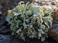 (Ramalina Bushy Lichen) on rocks