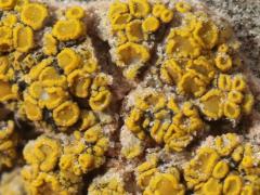 (Candelariella Goldspeck Lichen) on rocks