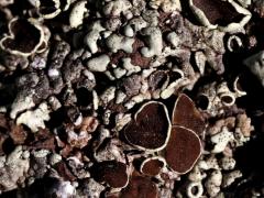 (Cumberland Rock Shield Lichen) on rocks