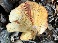 (Golden Milkcap) underside