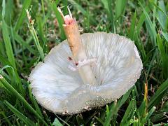 (Green-spored Parasol) underside