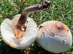 (Green-spored Parasol) bottomside