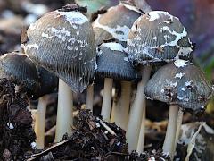 (Coprinellus Inkcap) colony