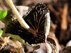 (Coprinellus Inkcap) two underside