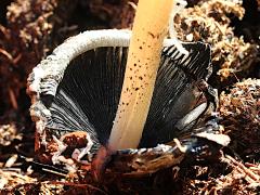 (Coprinellus Inkcap) underside