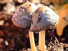 (Flocculose Inkcap) colony