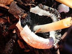 (Flocculose Inkcap) underside