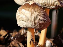 (Flocculose Inkcap) upperside