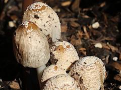 (Flocculose Inkcap) colony