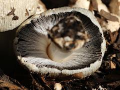 (Flocculose Inkcap) underside