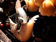 (Coprinellus Inkcap) underside