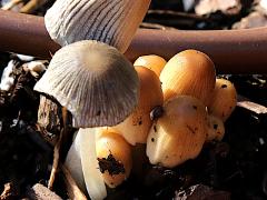 (Coprinellus Inkcap) upperside