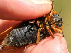 (Dwarf Periodical Cicada) male ventral tymbals