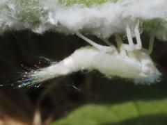 (Northern Flatid Planthopper) nymph