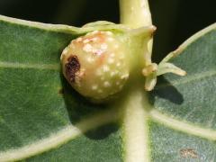 Poplar Leaf-base Gall Aphid gall on Cottonwood