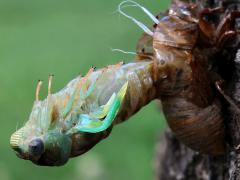 (Scissor Grinder) teneral molting from nymph on Siberian Elm