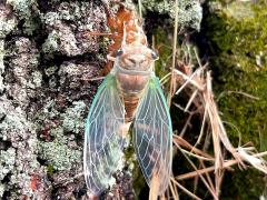 (Scissor Grinder) female molting from nymph on Chinquapin Oak