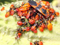 (Large Milkweed Bug) pod on Common Milkweed