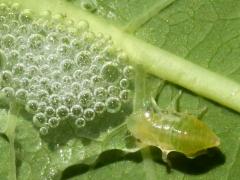 (Meadow Froghopper) nymph bubble on Hemp Dogbane