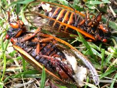 (Pharaoh Periodical Cicada and Icing Sugar Fungus)