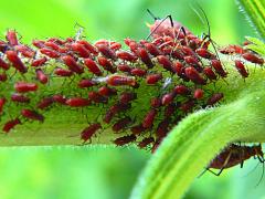 Brown Ambrosia Aphid on Tall Goldenrod